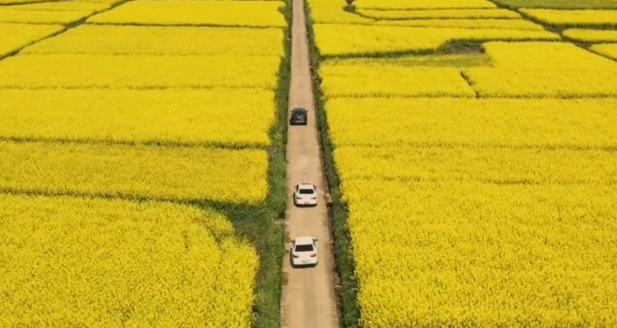 春满花田，一赏美好，不负好时光（春游）