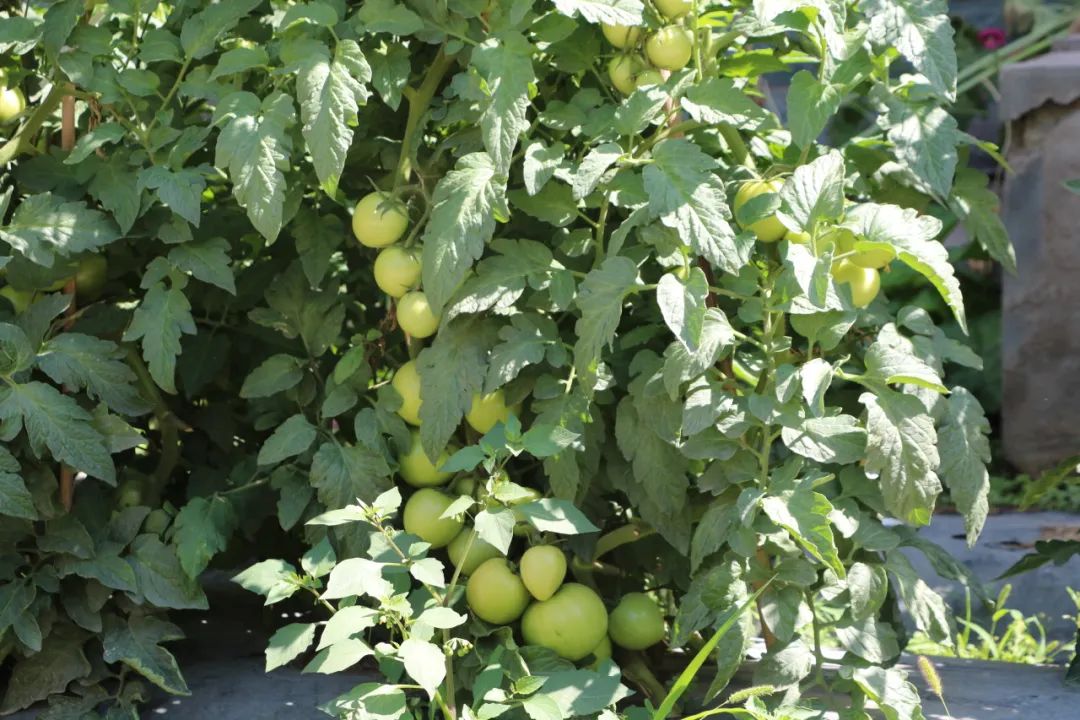 20230821094350449730