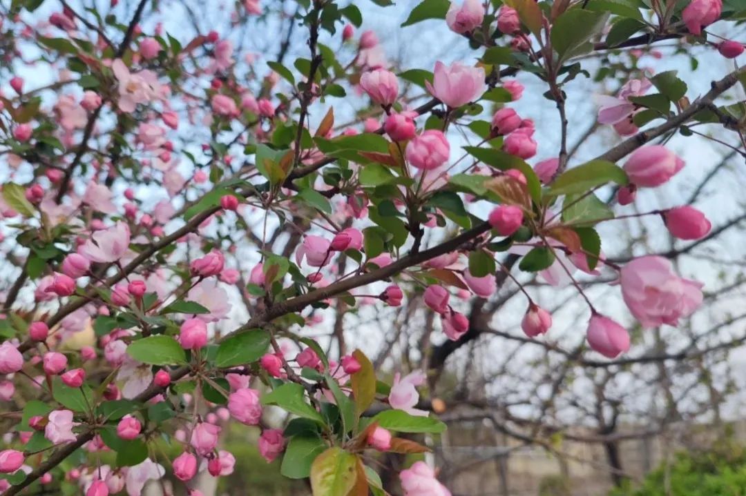 20250421100318908616